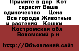 Примите в дар. Кот скрасит Ваше одиночество. › Цена ­ 0 - Все города Животные и растения » Кошки   . Костромская обл.,Вохомский р-н